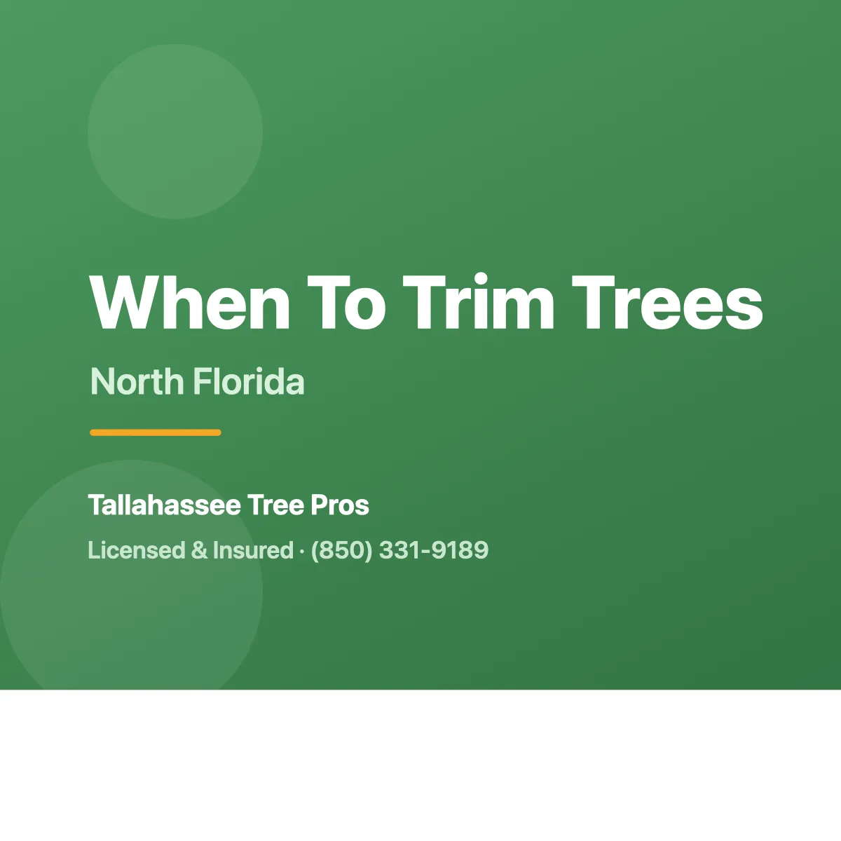 The Best Time of Year to Trim Trees in North Florida