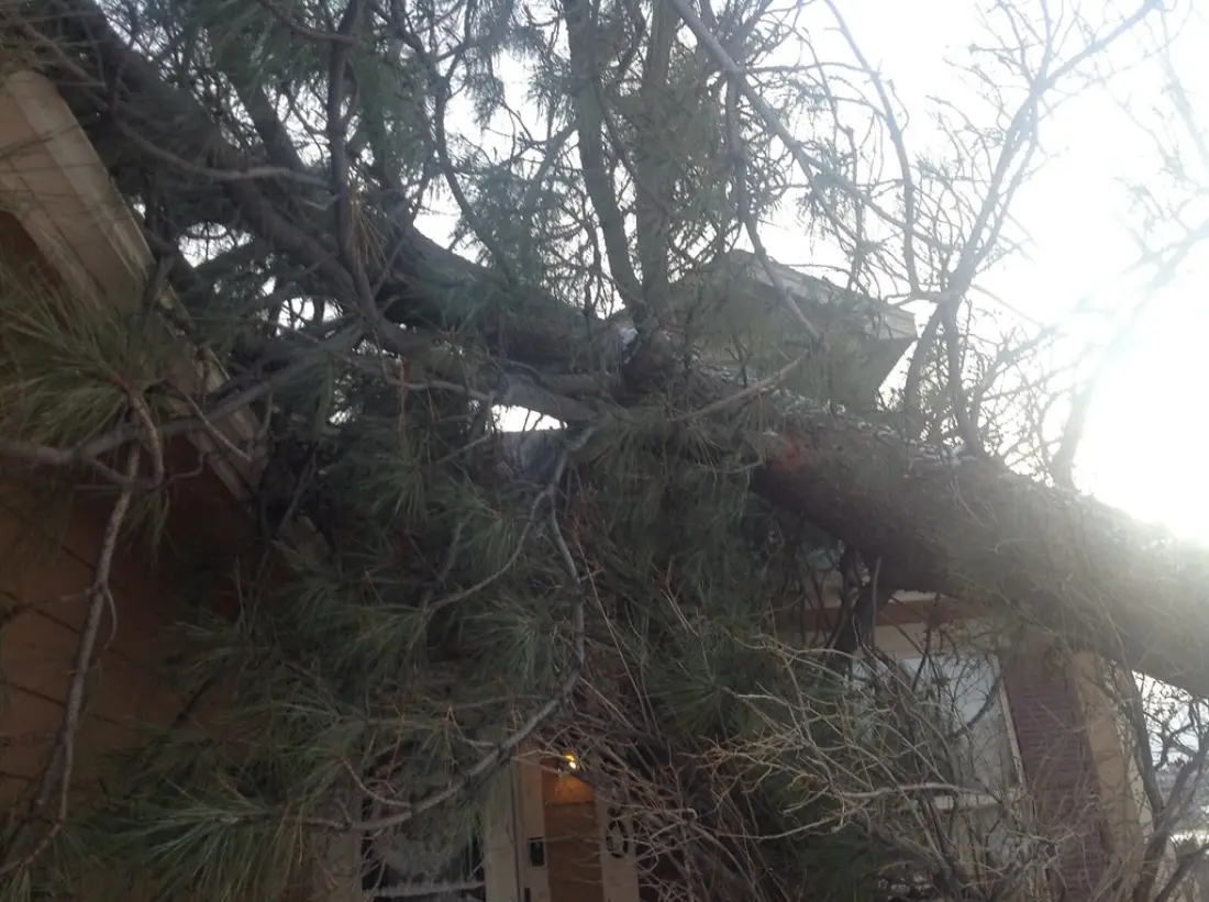 Emergency storm tree removal Tallahassee FL