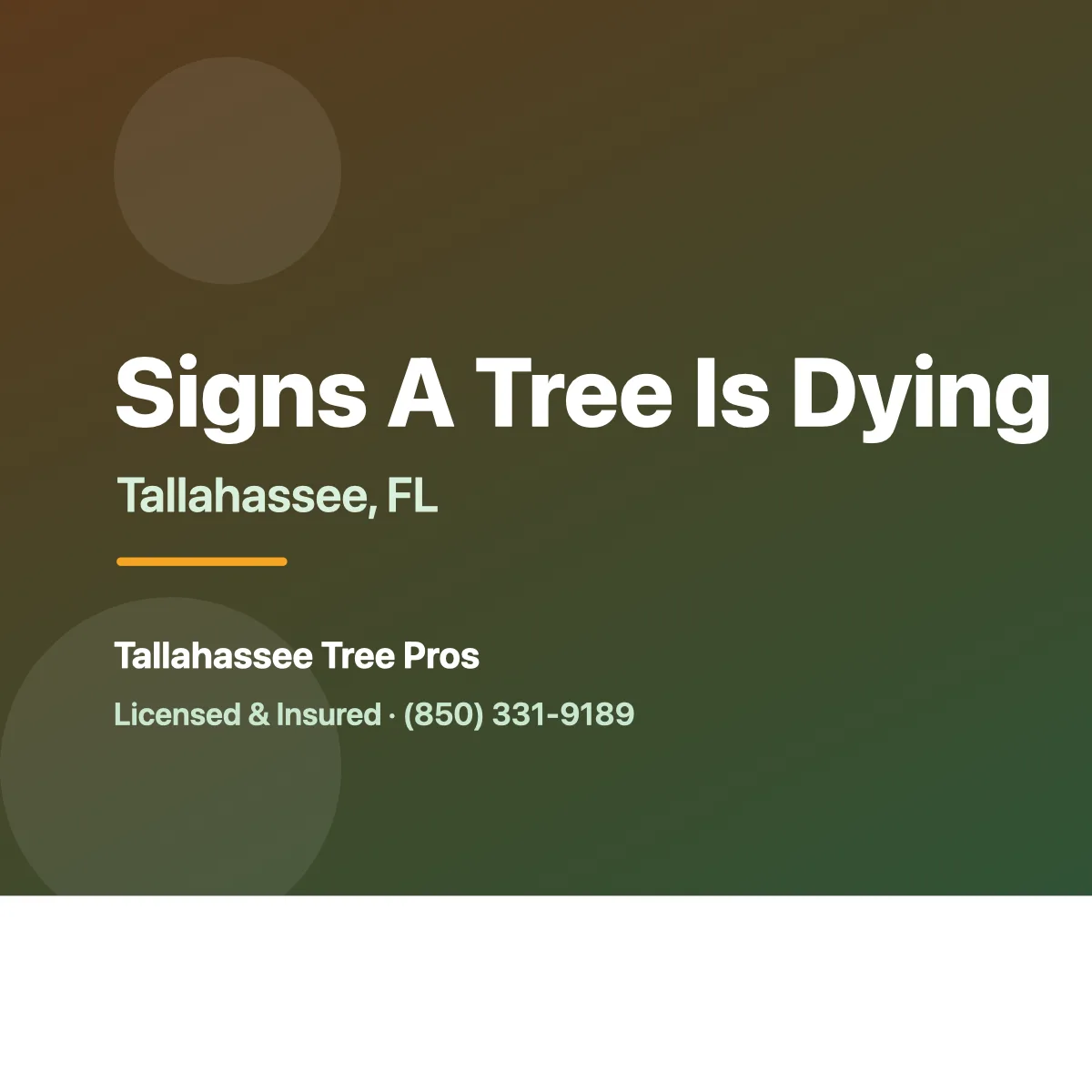 Signs Your Tree Is Dying and Needs to Be Removed