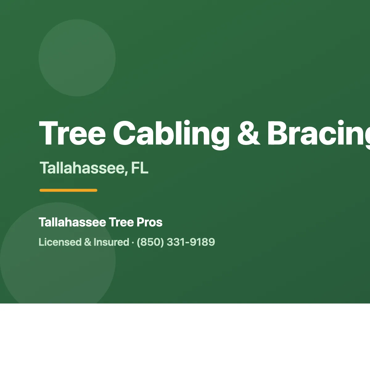 Arborist installing a support cable in a large oak in Tallahassee FL