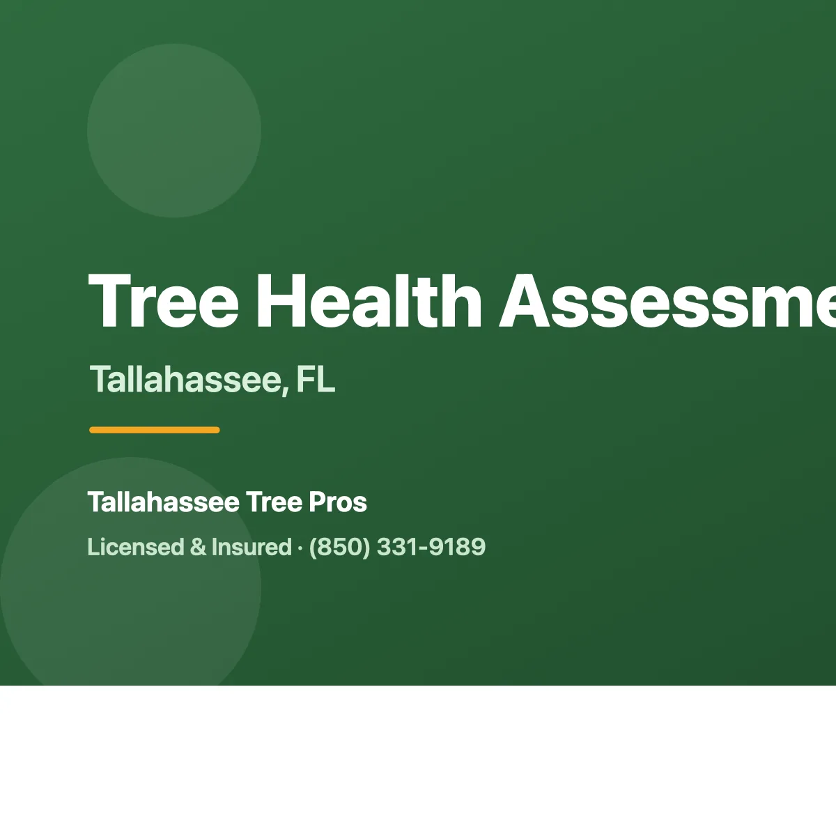 Arborist inspecting the health of a tree in Tallahassee FL